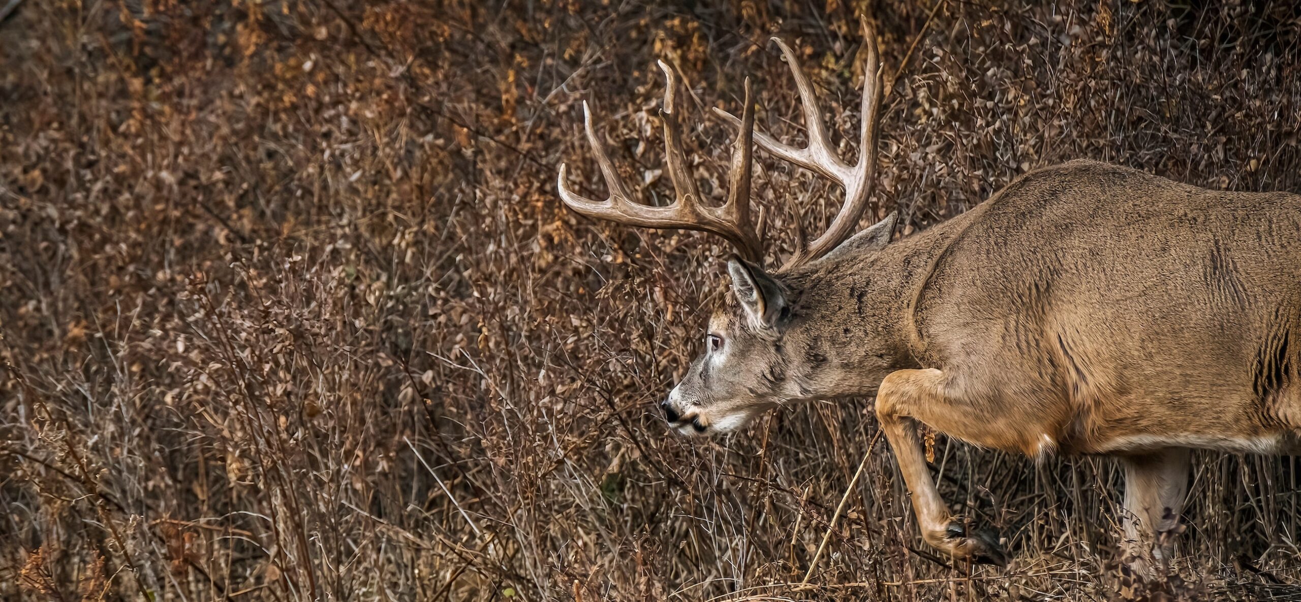 Missouri Deer Season 2025 Dates Calendar October