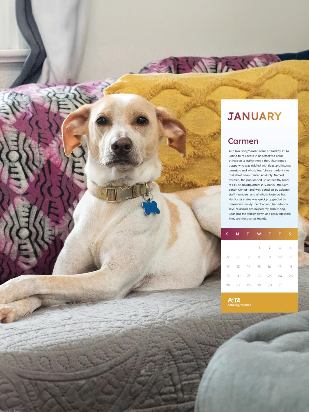 Free 2025 Rescued Desktop Wallpaper Calendars For Teachers 
