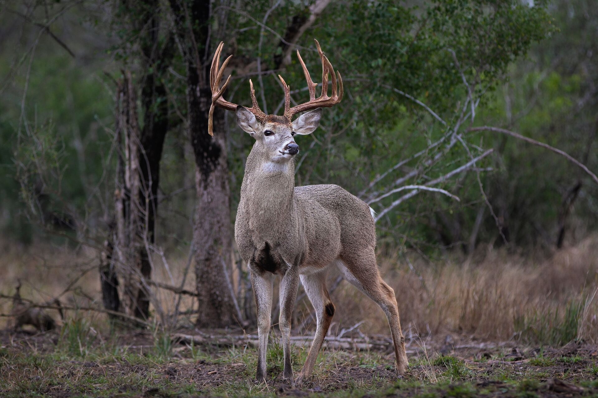 Guide To Missouri Hunting Seasons HuntWise