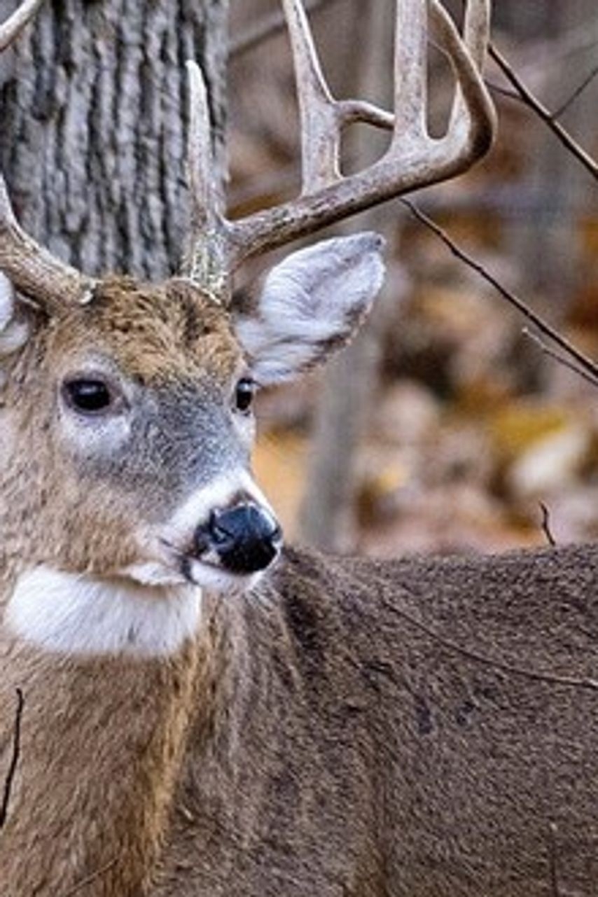 Missouri Deer Harvest Drops 15 In 2024 2025 Season MDC Cites 
