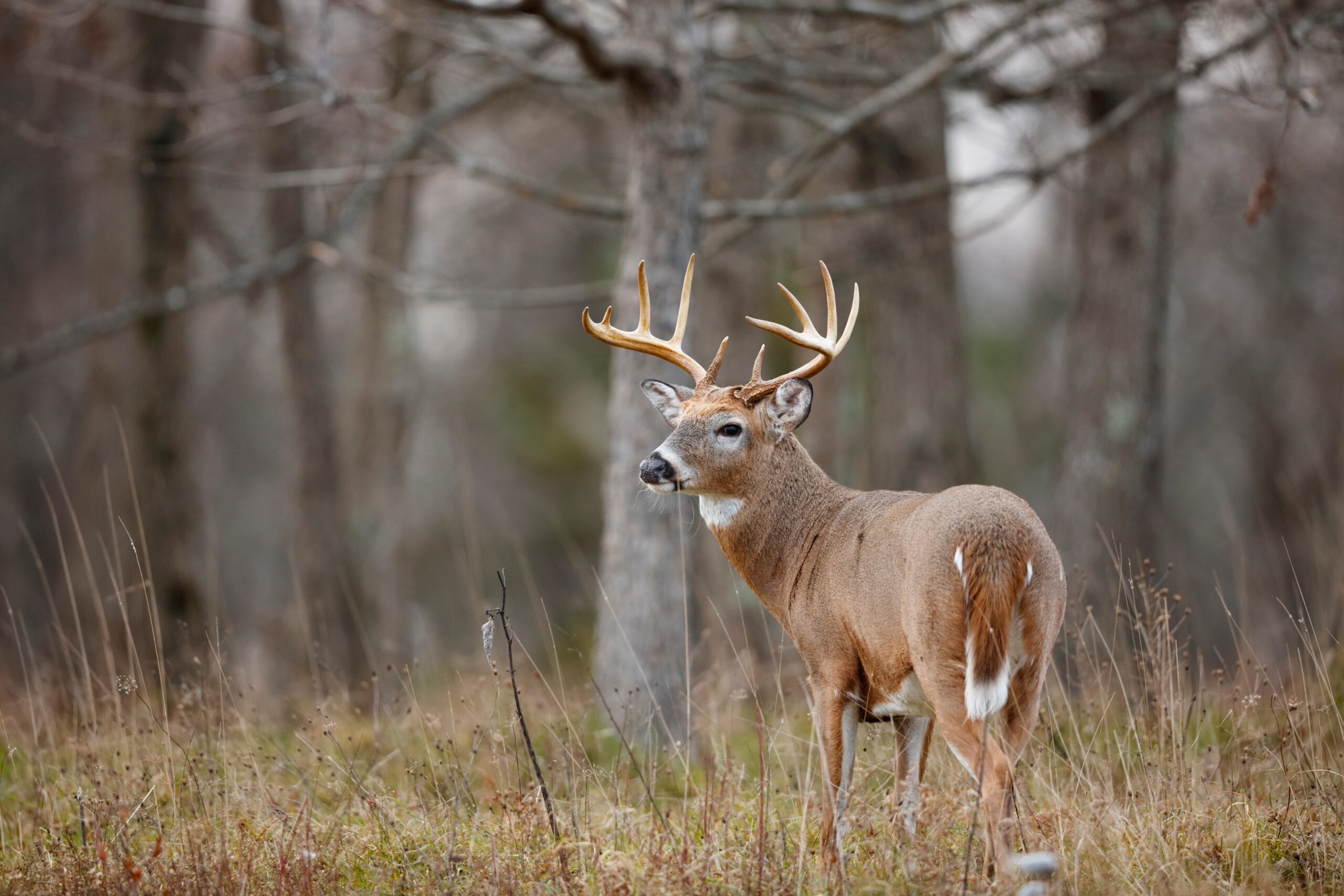 Riverways Reminds Visitors About Fall Firearms Deer Seasons 