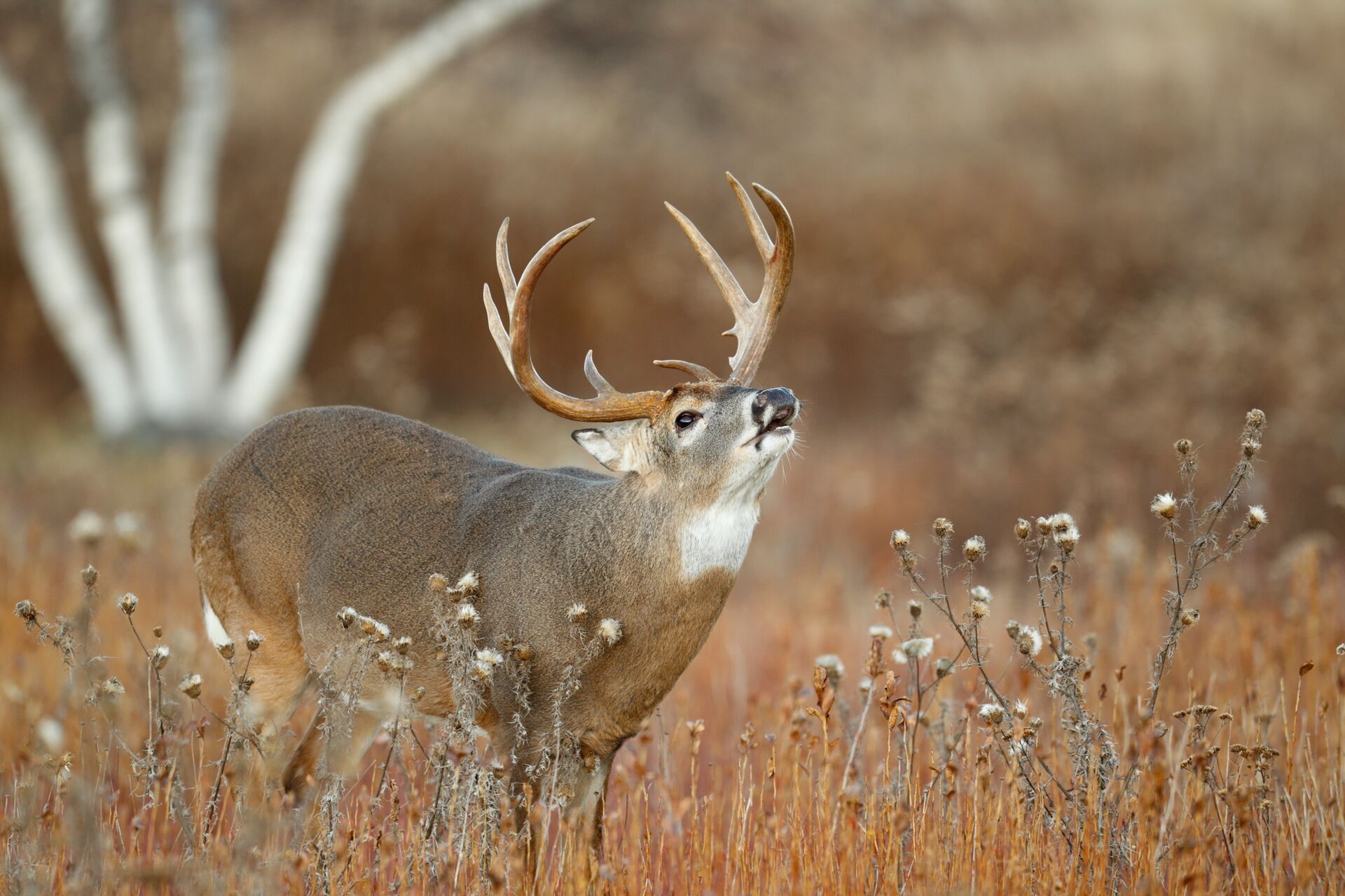 When Is Missouri Deer Season HuntWise
